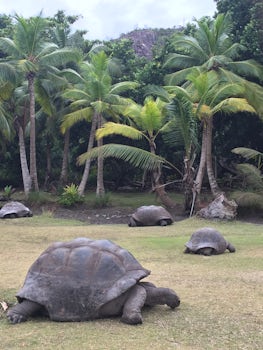 Curieuse Giant turtles