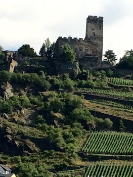 Vineyards and castle on the Rhine