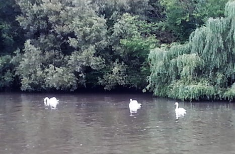 Wild swans occasionally along shoreline almost the whole journey.