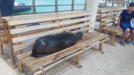Sea Lion on pier taking a nap