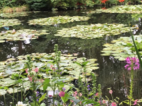 Lily pads in Monet’s garden