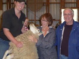sheep shearing on the farm