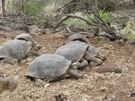 Giant tortoises in the Darwin preserve