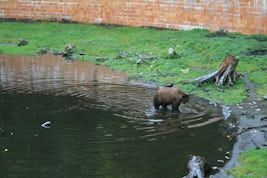 Bear in Sitka
