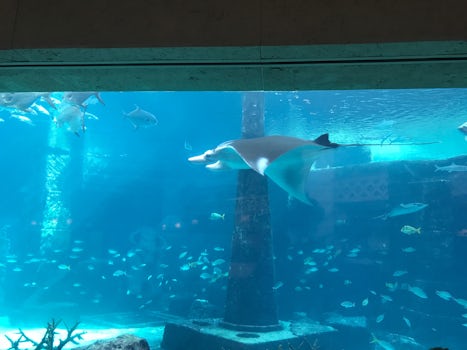 Atlantis shark tank / slide
