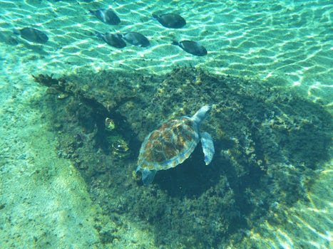 We visited the Turtle Farm on Grand Cayman.  This is from the snorkeling re