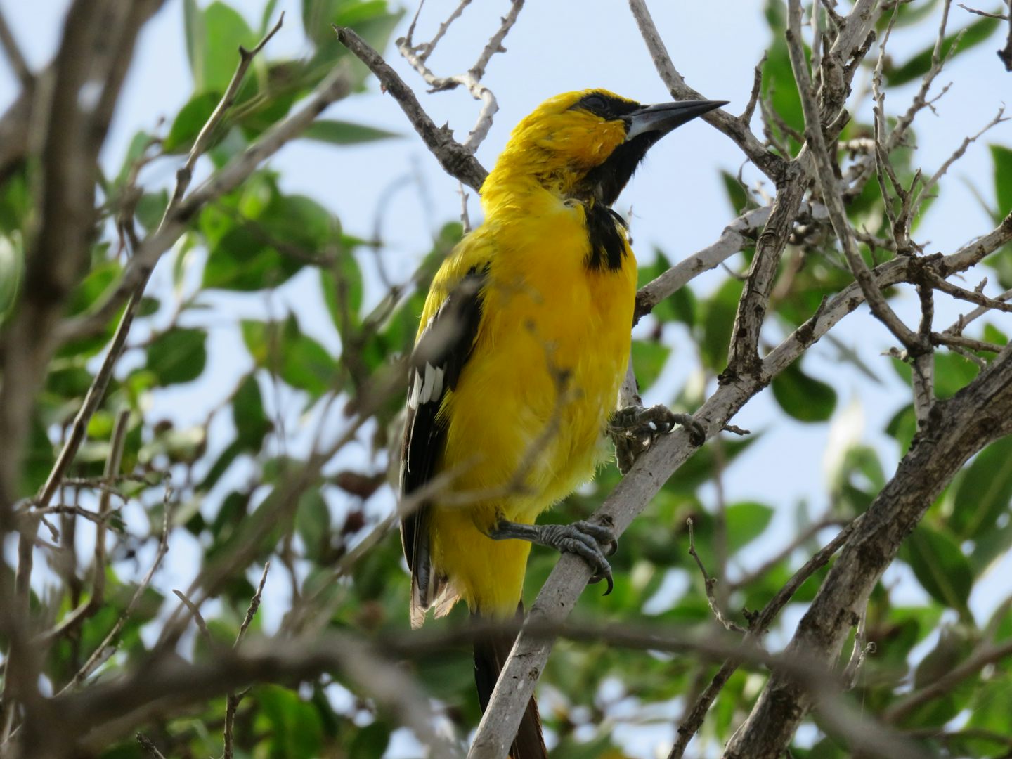 A bird I photographed in Bonaire.