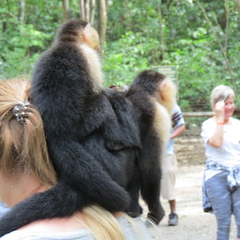 Monkey (mom and baby) sitting on your shoulder.