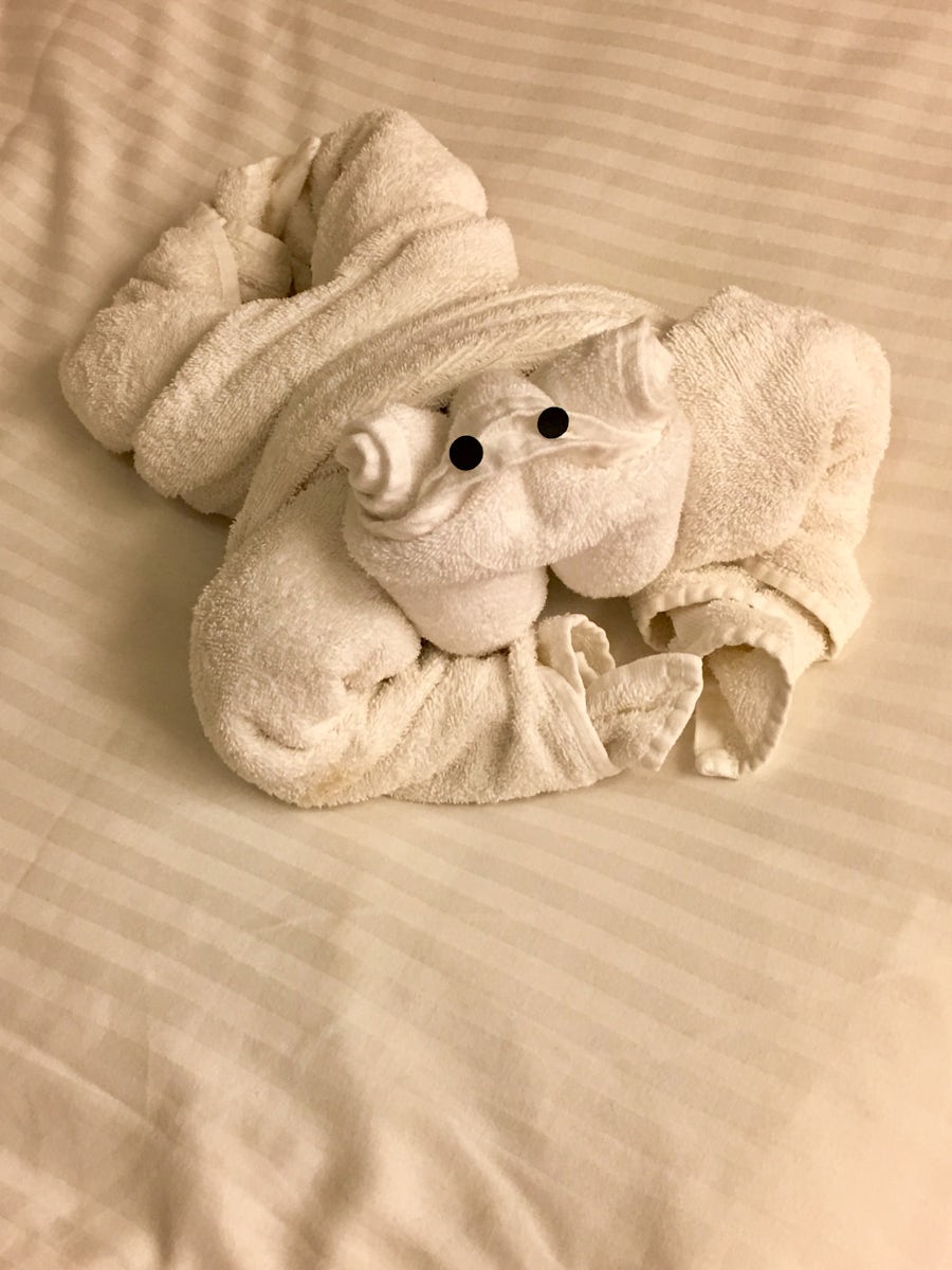 Daily towel animals
