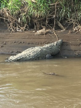 80 lb. Crockerdile in Costa Rica River
