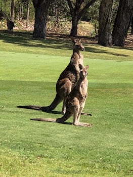 Wild "Roos" on the golf course on the way to the Great Ocean Road outside Melbourne, AU.