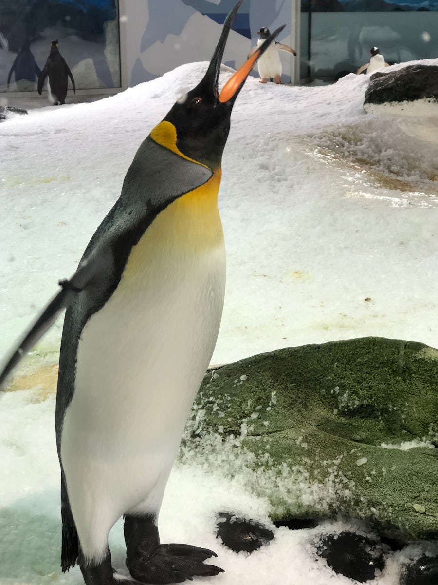New Zealand is near the South Pole and has beautiful wildlife. This is a penguin at Auckland Aquarium. Worth the time to visit especially if you love wildlife and have children.