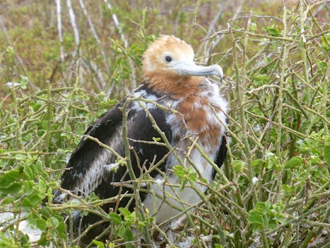 Juvenal Frigate Bird, North Seymour Island