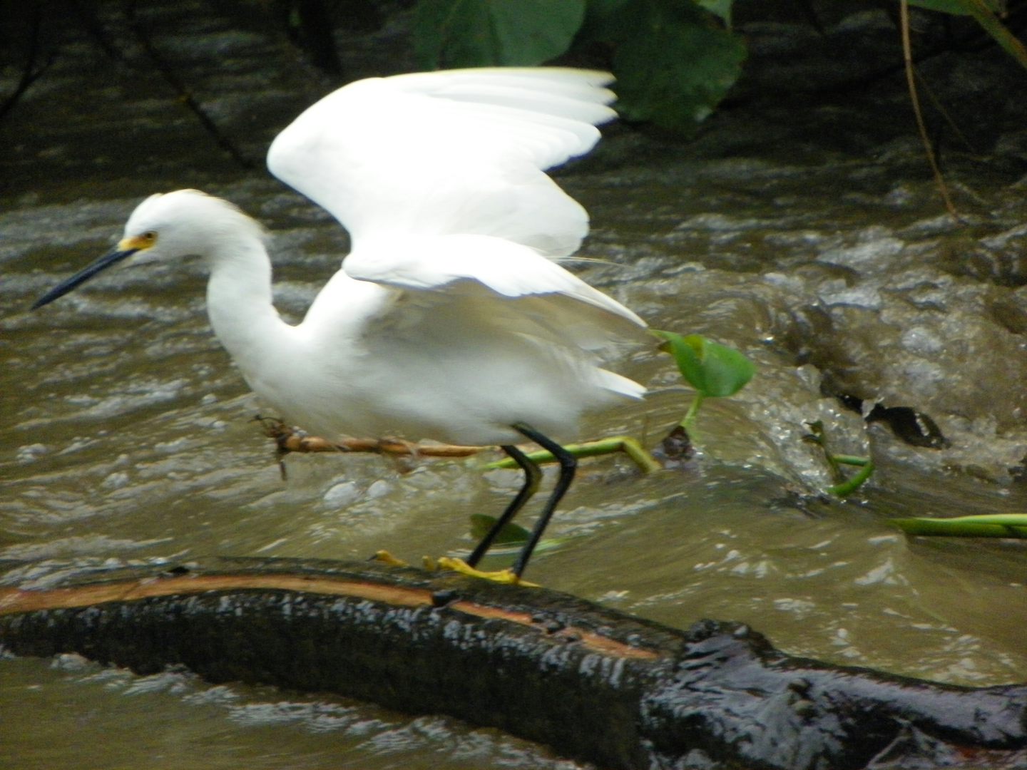 Canal wildlife in Costa Rica.
