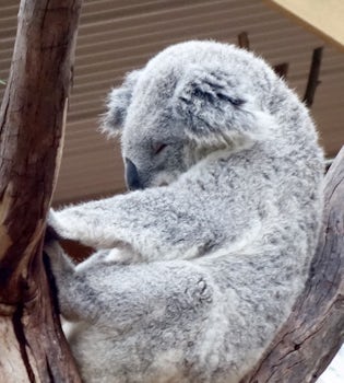 Koala hanging out at Featherdale Wildlife Park