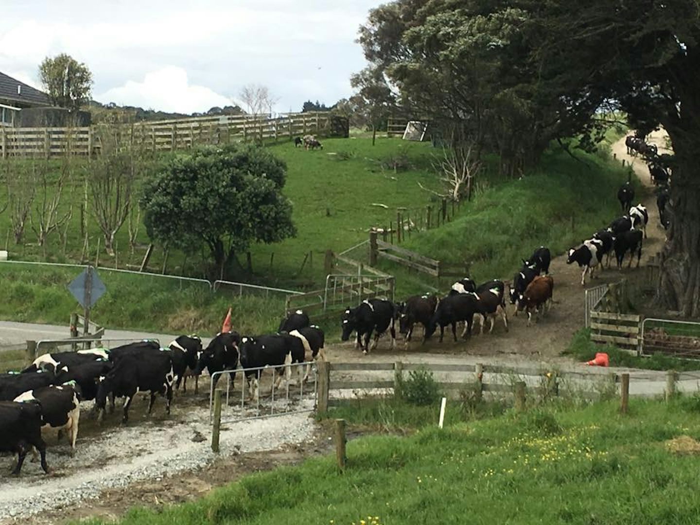 Coast to coast Tour in Auckland included a stop at a NZ dairy at milking ti