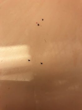 Bugs in bathroom
