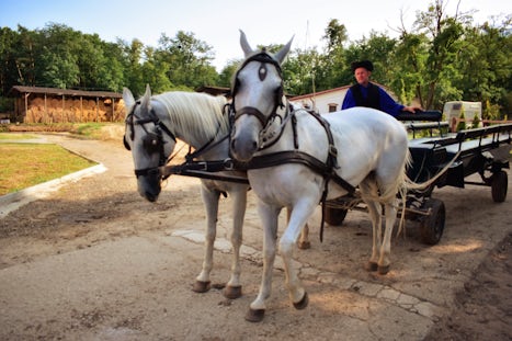 Carriage, Csikos Horse Farm