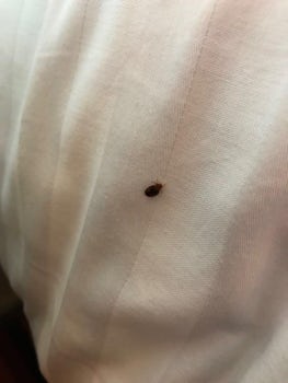 Bed bug found