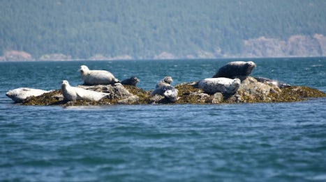 Seals in the San Juan Island