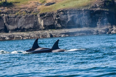 Female orcas