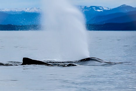 Spouting humpback