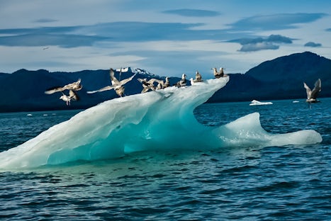 Icebergs galore