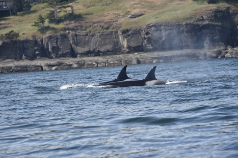 Female orcas San Juan Islands