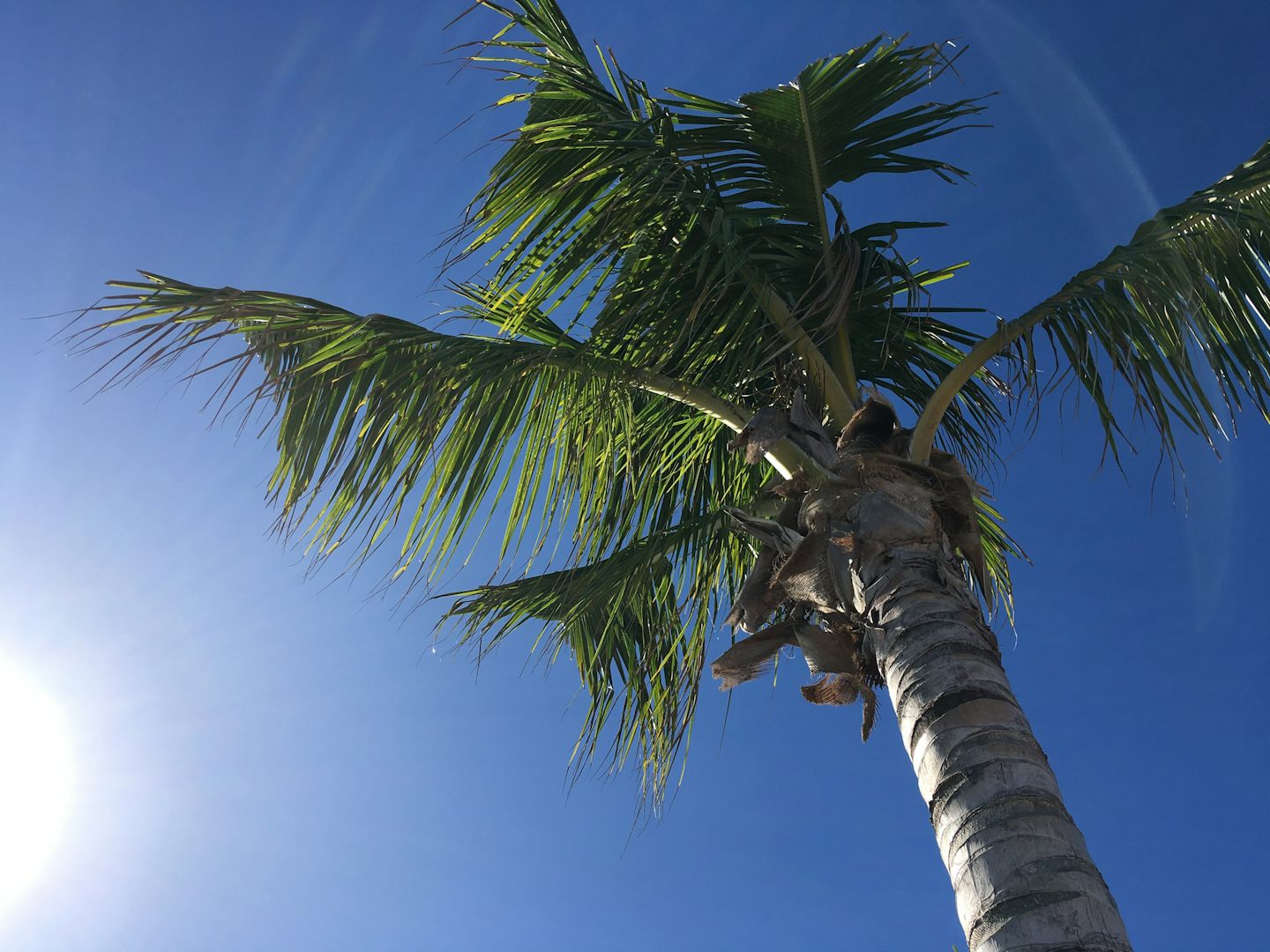 A lone palm in Costa Maya