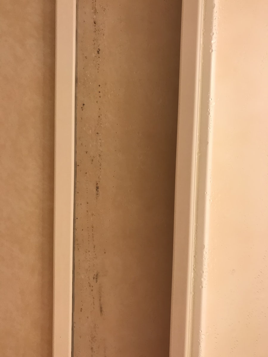 Cabin shower mold up and down entire wall room 2082. Steward said she reported it a long time ago and nothing was ever done