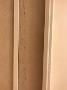 Cabin shower mold up and down entire wall room 2082. Steward said she reported it a long time ago and nothing was ever done