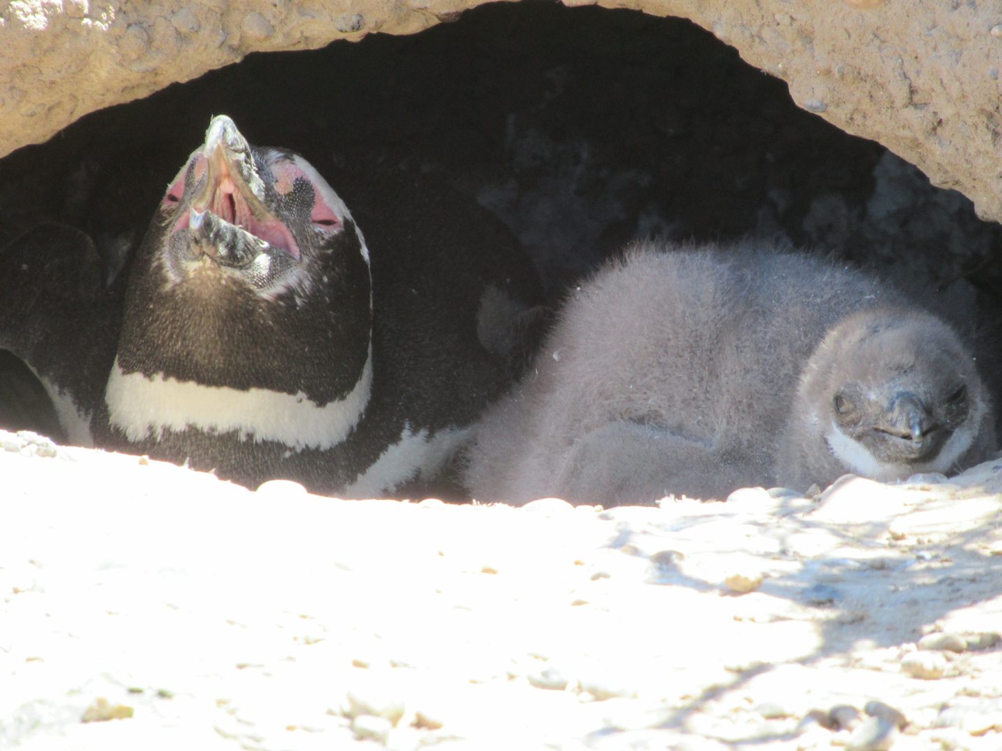 Mother penguin with her pup in Puerto Madryn, Argentina