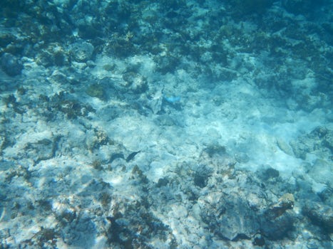 I used my underwater Nikon camera to take this picture while snorkeling ver