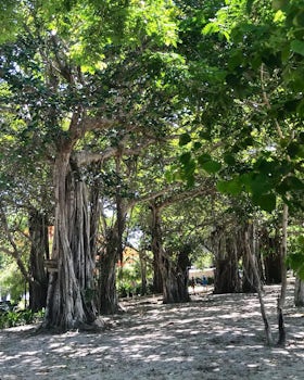 Mangroves of Ihla de Mozambique