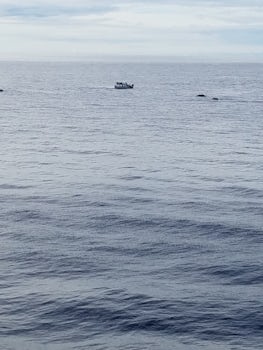 Whale watching from our balcony ported in Kauai.