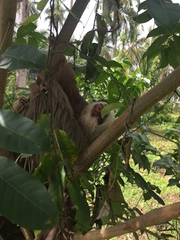Our cab driver spotted a sloth in a tree as he was driving us back from the beach in Limon, Costa Rica. He was so nice! He pulled the. At over to show us and allow us time to take photos.