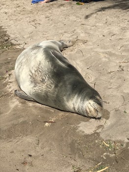 Monk seal amongst beachgoers at Lahaina Baby Beach