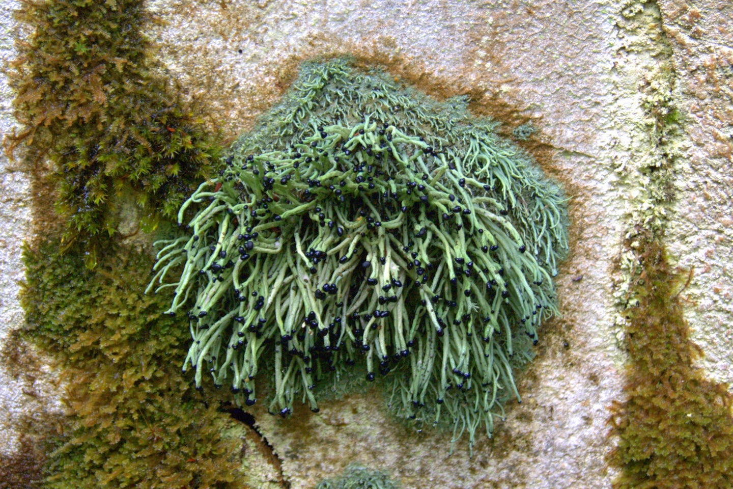 Matchstick moss, Tongass National Forest