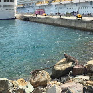 Iguana on a rock by the pier