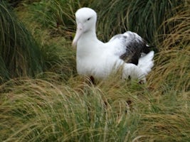 Nesting Albatross on Campbell Is