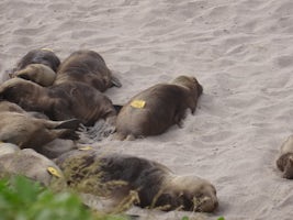 Seal Cubs at Enderby Island