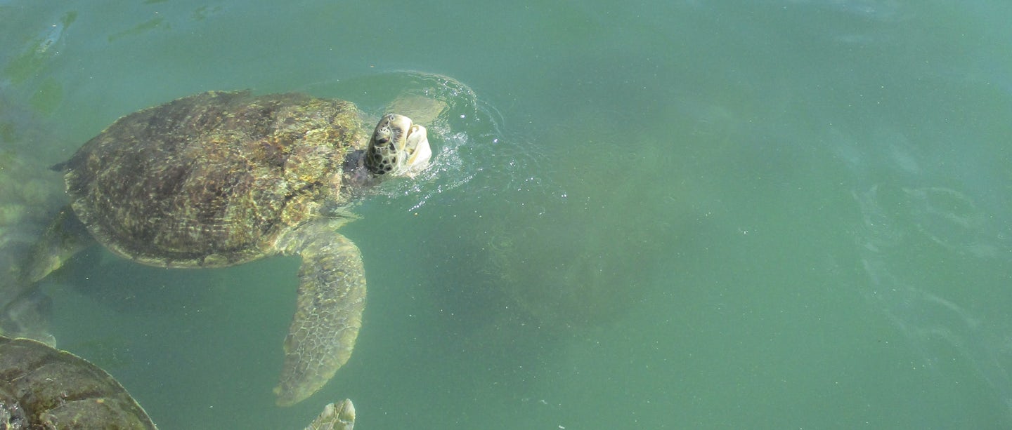 Sea turtle on an included excursion