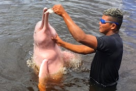 Pink Dolphin in the Amazon