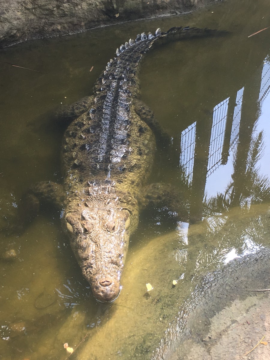 Crocodiles at Chankanaab