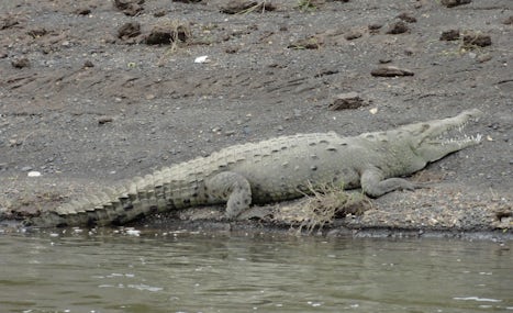 Alligator on excursion in Costa Rica