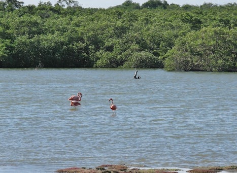 Flamingoes and mangroves in Bonaire