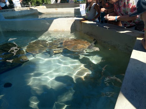 Sea turtle farm