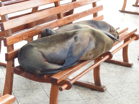 Sea Lions in Santa Cruz.  You will get quite blasé about seeing these thin