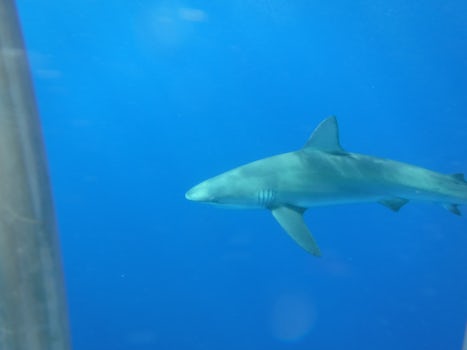 Swimming with sharks off Oahu North shore.