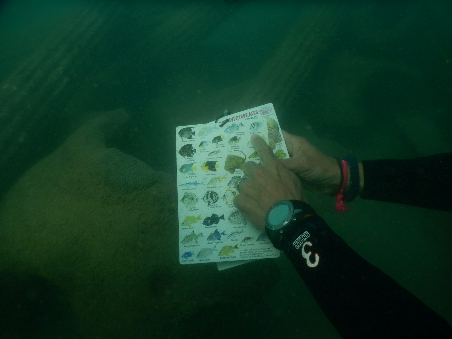 The dive master had a chart and would identify and marine life we saw.